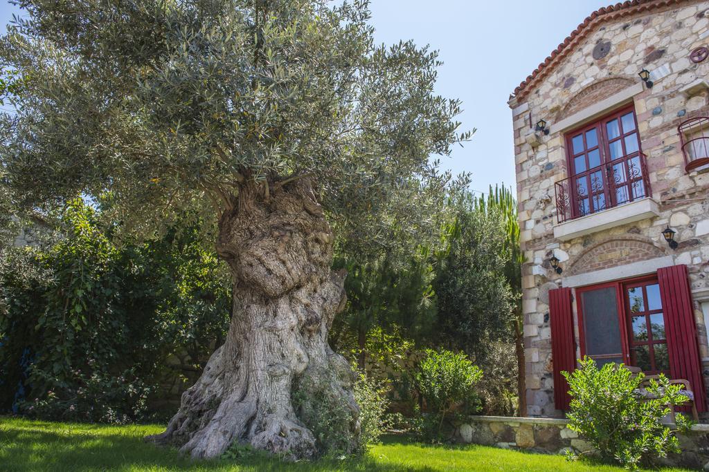 Alacati Zeytin Konak Hotel Zewnętrze zdjęcie